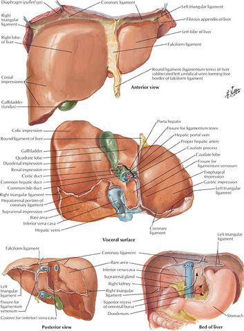 Arquivo:Liver.jpg