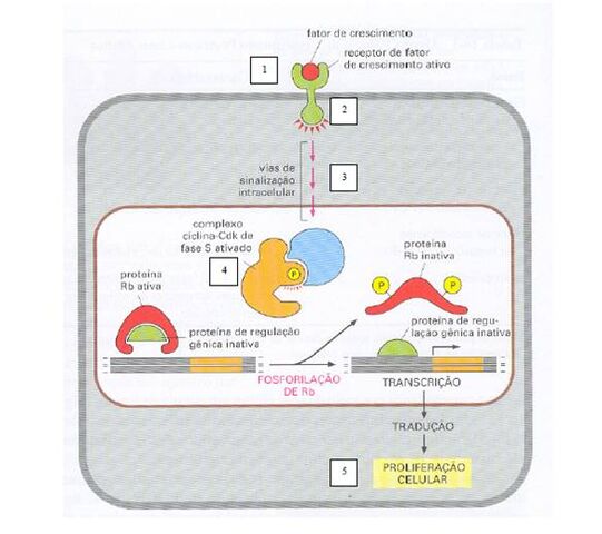 Arquivo:Processo molecular.jpg