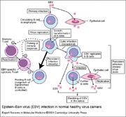 Virus-de-epstein-barr-2.jpg