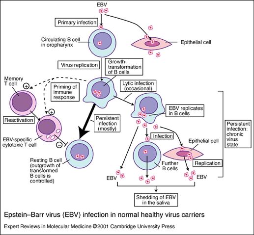 Arquivo:Virus-de-epstein-barr-2.jpg