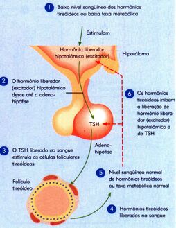 Eixo hipotalamo-hipofise-tireoide.jpg