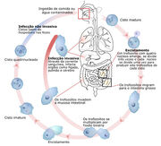 Ciclo biológico 3