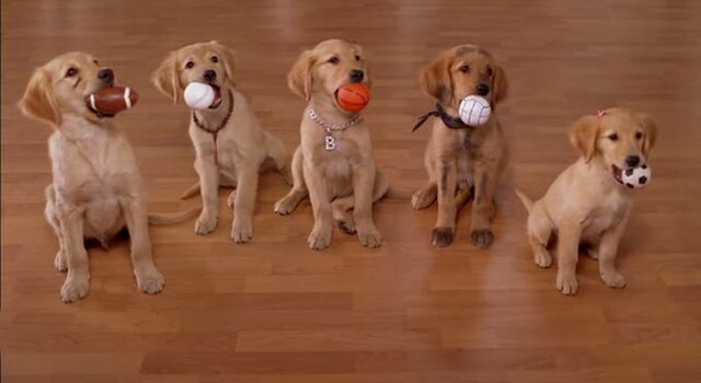 File:Air-buddies-disneyscreencaps.com-382.jpg