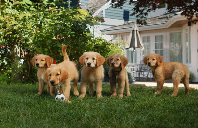 File:AirBuddies 000.jpg