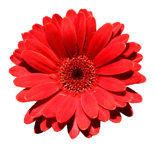 File:Flower symbol example.jpg