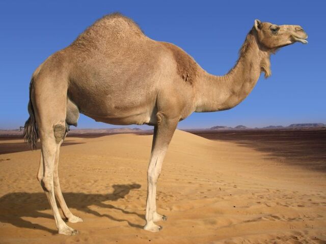 File:Camel.jpg