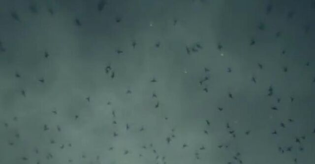 File:Crows.jpg