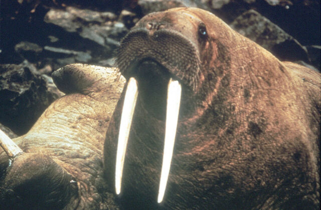 File:Walrus.jpg