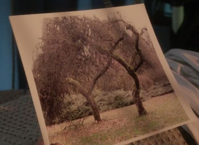 File:1x06 trees.jpg