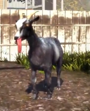Goat