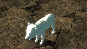 Pup