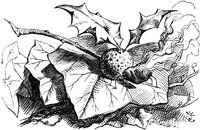 Tenniel-Dragonfly.jpg