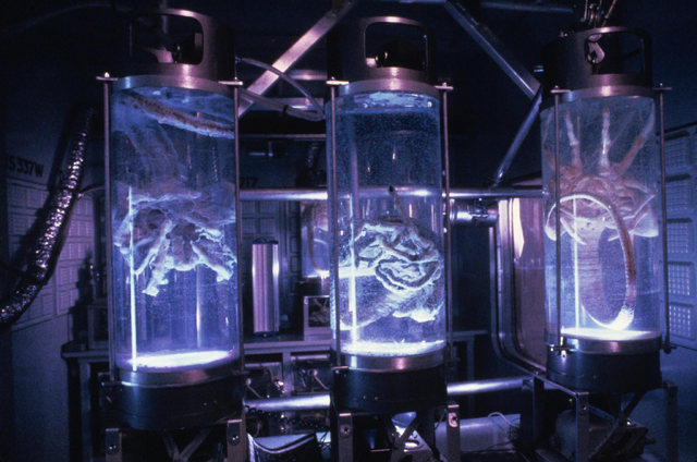 File:Facehugger Tanks.png