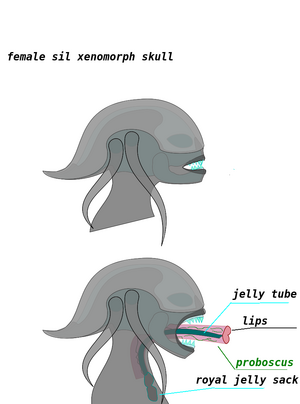 Xenomorph info 1