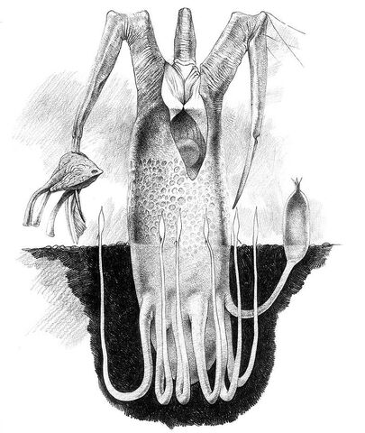 File:The Butchertree.jpeg
