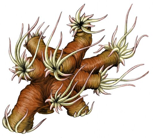 File:Flyingpolyp2.jpg