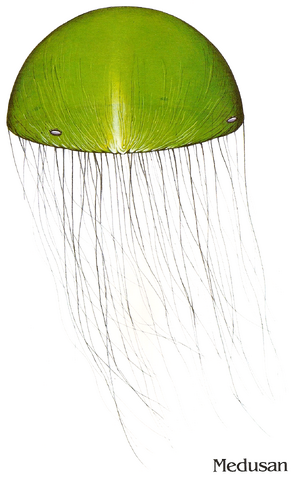 File:Medusan.png