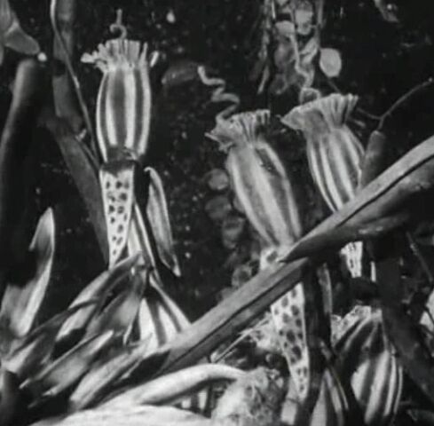 File:SpacePatrolUranianPlants.jpg