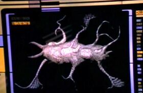 InterphasicOrganism