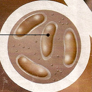 SaturnianBacteria