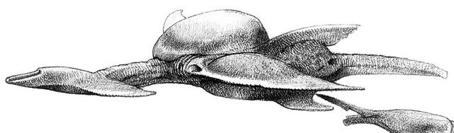 File:HammerheadedVeldtWing.jpg