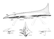Jetdarter Anatomy