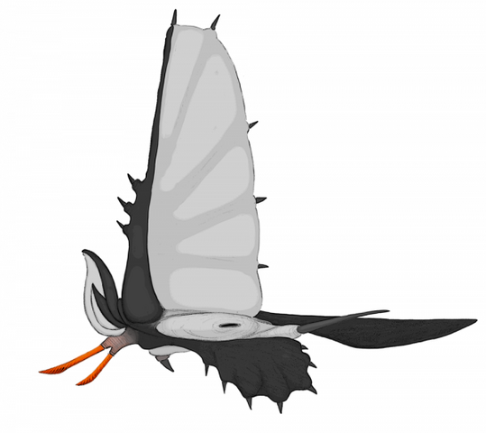 File:Female Spockbat.png