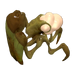 Shieldbug