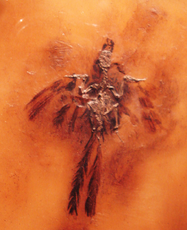 Parargornis messelensis