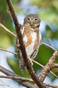 Glaucidium cuculoides - Mae Wong