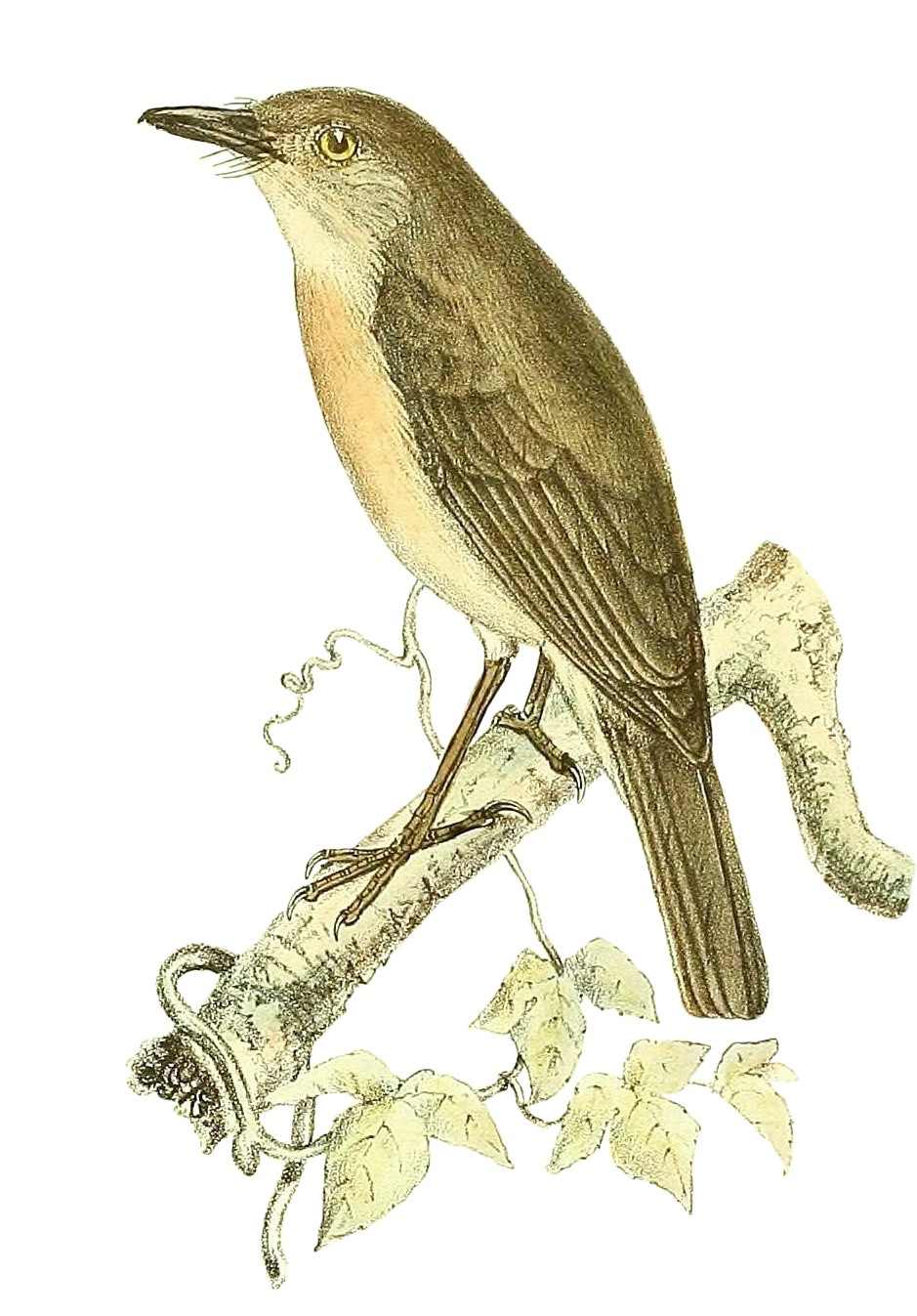Newtonia (bird) - All Birds Wiki - Wikia