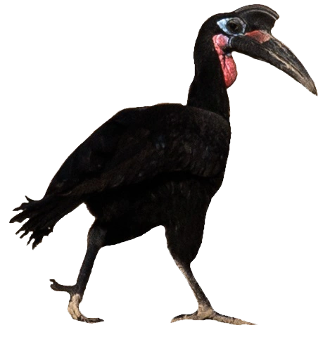 Image - Abyssinian Ground-Hornbill.png | All Birds Wiki | Fandom