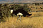 Somali Ostrich 2