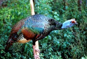 Meleagris ocellata1