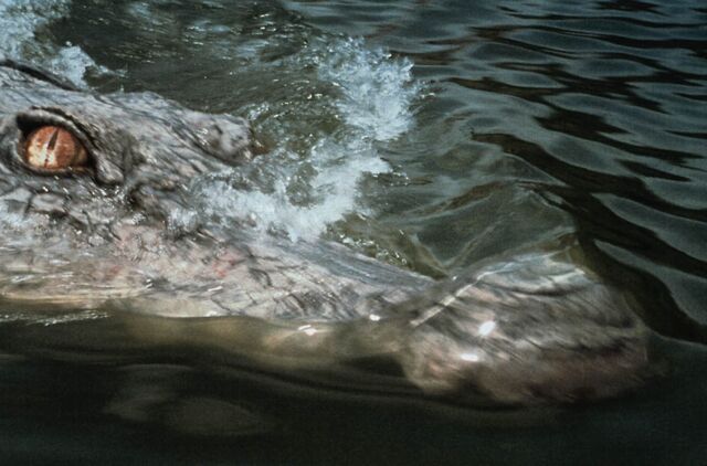 File:Crocodile-2--death-swamp-2002-05-1-g.jpg