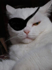 Piratinha