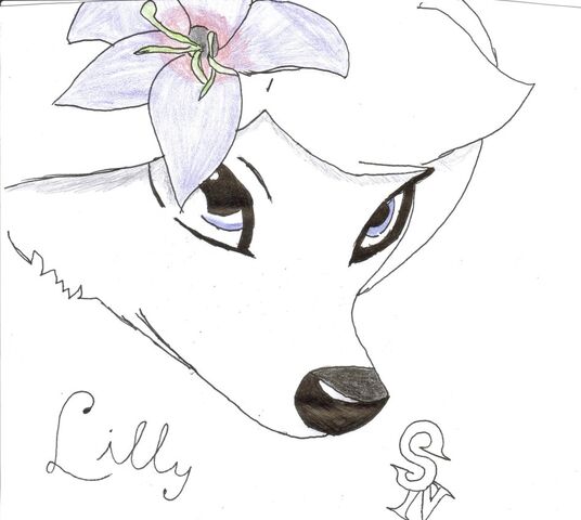 File:Lily2.jpg