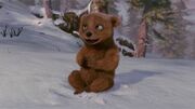 Bear cub