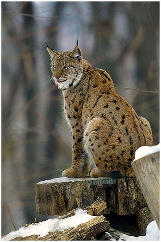 File:399px-Lynx lynx2.jpg