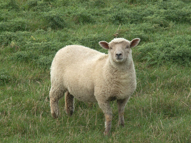 File:Sheep0007.jpg