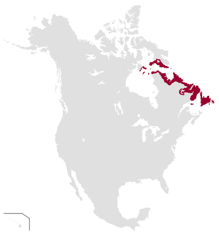 File:NNA1100.png
