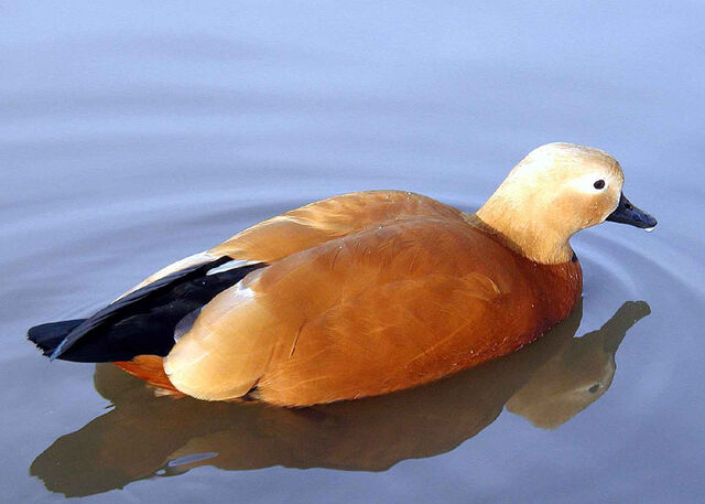 File:Ruddy.shelduck.arp.2.750pix.jpg