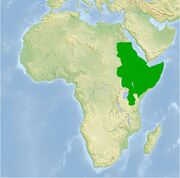Aksum 800