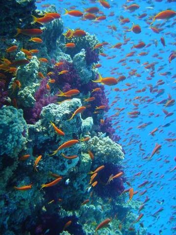 File:Great Barrier Reef.jpg