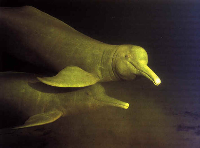 File:Dolphins.jpg
