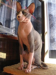 File:235px-Sphinx2 July 2006.jpg