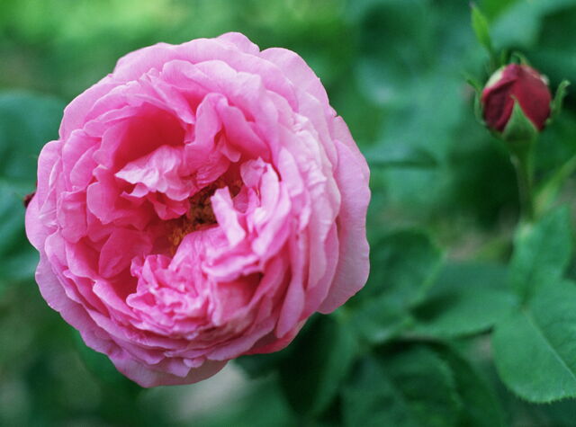 File:Rosa.jpg