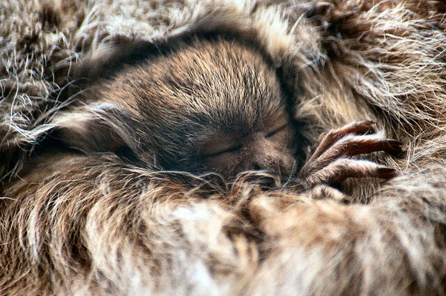 File:Titi monkey.jpg