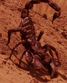 Brontoscorpio