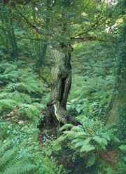 Dryad